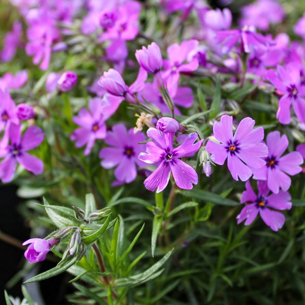 Phlox Creeping Purple Beauty #1