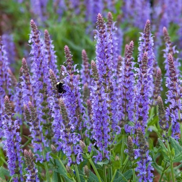 Salvia Blue Hill #1