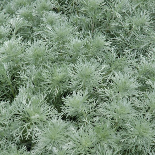 Artemisia Silver Mound #1