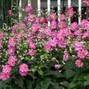 Anemone Sweetly #1