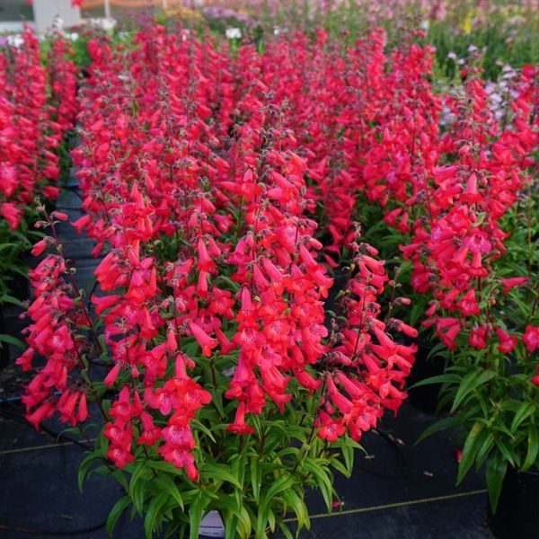 Penstemon Quartz Red #1