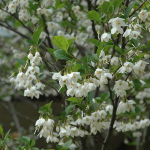 Japanese Snowbell