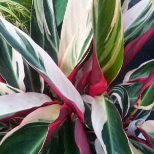 Stromanthe Triostar (X-Large)