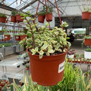 Portulacaria Afra Variegated (Medium)