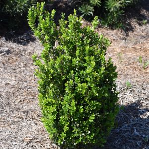 Boxwood Baby Gem #5