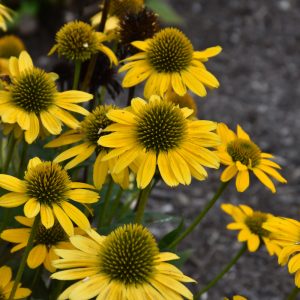 Coneflower Kismet Yellow #1