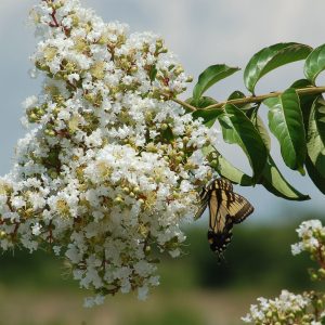 Crape Myrtle Natchez Std #15