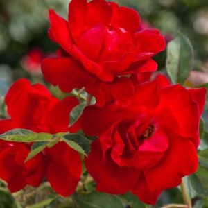 Rose Brick House #3