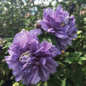 Althea Blueberry Smoothie #5