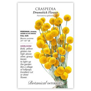Seed Pack Botanical Interests Craspedia