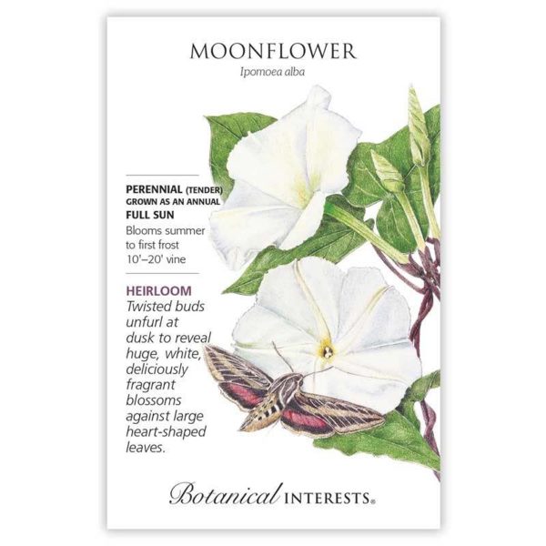 Seed Pack Botanical Interests Moonflower