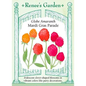 Seed Pack Renee's Garden Globe Amaranth Mardi Gras