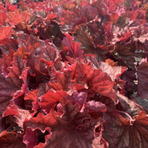 Coral Bells Peachberry Ice 8"