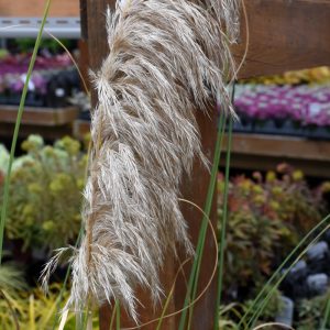 Pampas Grass Ivory Feathers #5