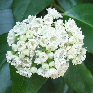 Hydrangea Climbing Barbara Ann #1