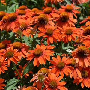 Coneflower Adobe Orange #1