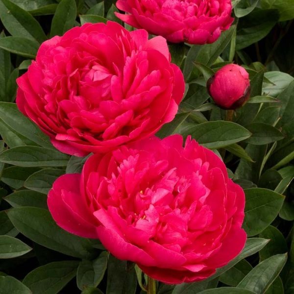 Peony Kansas #2