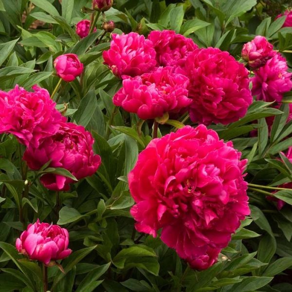 Peony Karl Rosenfield #2