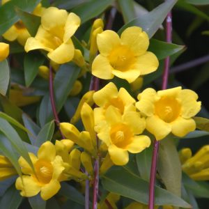Carolina Jessamine Sunseeker #3
