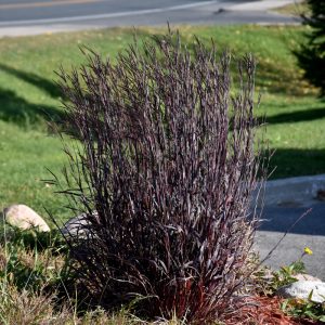 Grass Big Bluestem Blackhawks #3