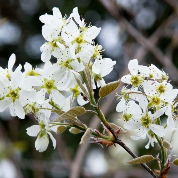 Serviceberry Autumn Brilliance #7 Tree Form