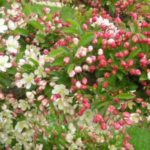 Crabapple Sargentina #15