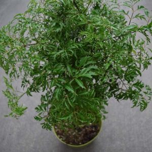 Aralia Ming (Medium)