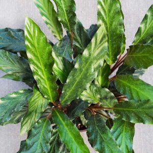 Calathea Rufibarba (Medium)