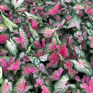 Caladium Daydreamer #1