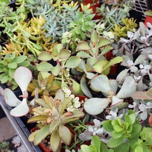 Succulents Assorted (Mini)