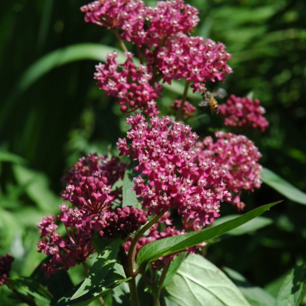 Swamp Milkweed #1