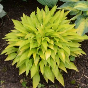 Hosta Munchkin Fire #1