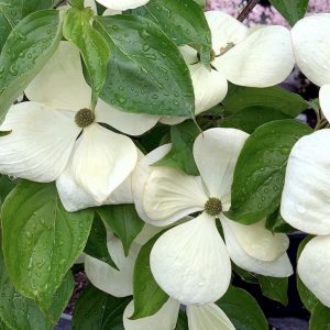 Dogwood Hybrid Venus