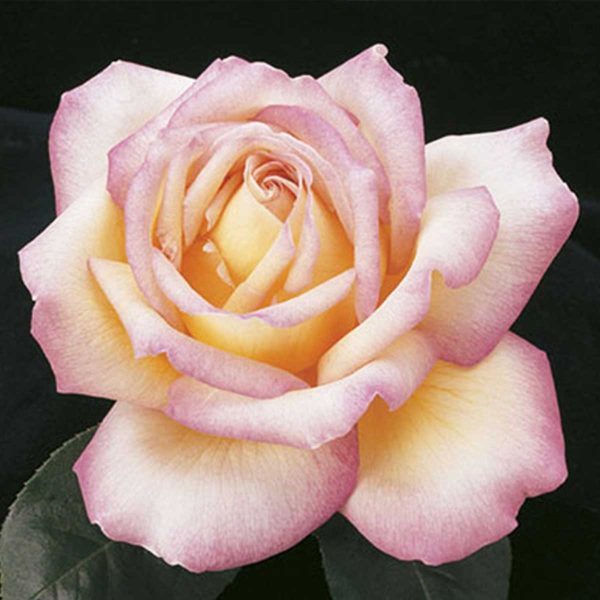 Rose Hybrid Peace