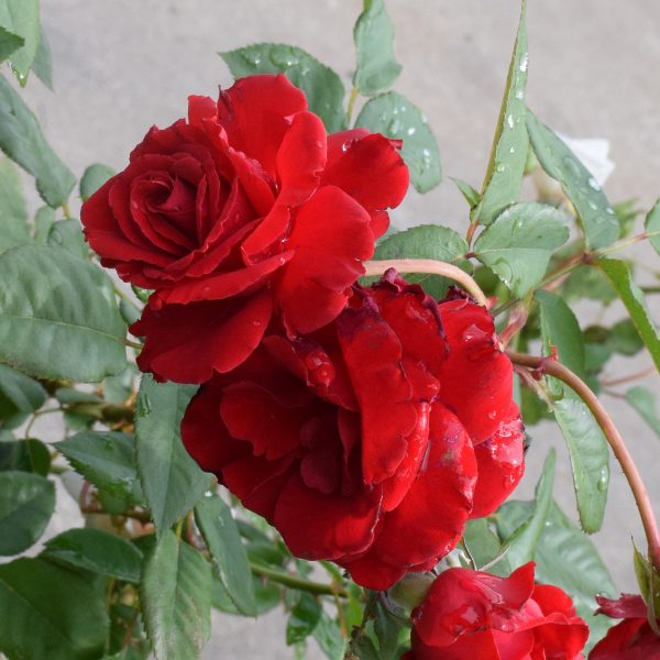 Rose Climbing Lady In Red #3