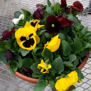 Pansy Blotch Mix Bowl 12"