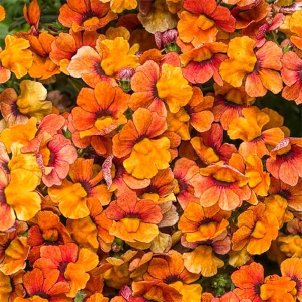 Proven Winner Nemesia Blood Orange 4.5"