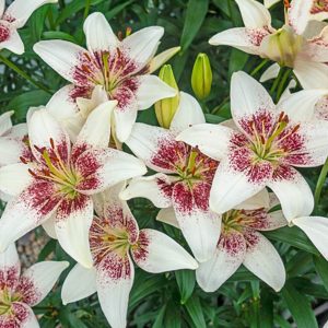 Bulb Lily Tribal Kiss 2Pk