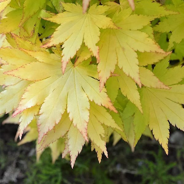 Japanese Maple Summer Gold #1