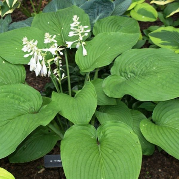 Hosta T-Rex #3