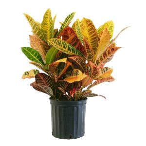 Croton Petra (10")