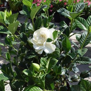 Gardenia Bush (10")