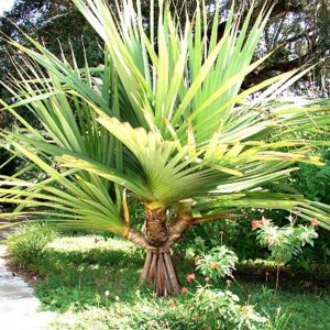Pandanus Screw Pine (10")