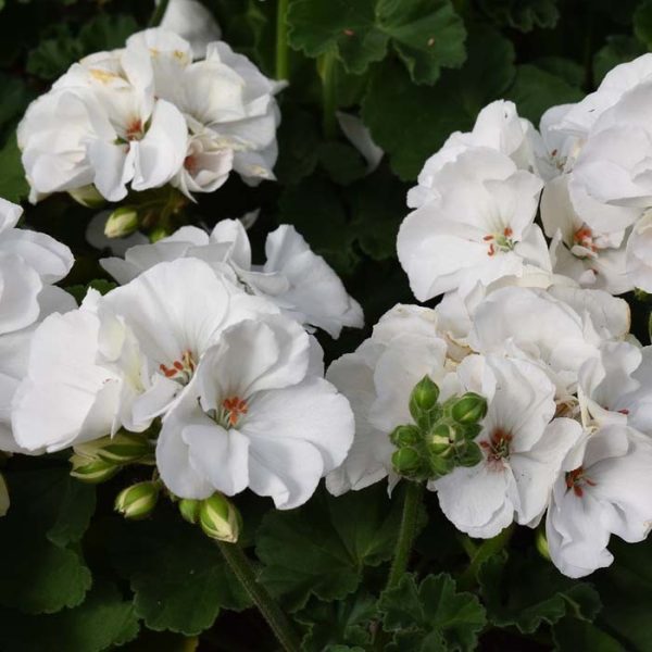 Geranium White 4.5"