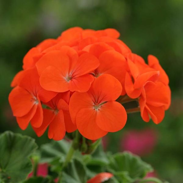 Geranium Orange 4.5"