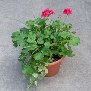 Geranium Violet Combo Pot 12"