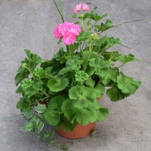 Geranium Hot Pink Combo Pot 12"