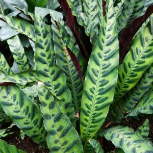 Calathea Rattlesnake (Small)