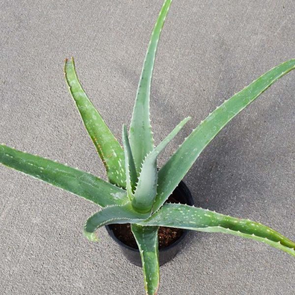 Aloe Vera (Small)