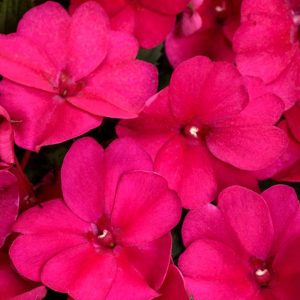 Sunpatiens Compact Royal Magenta 4.5"